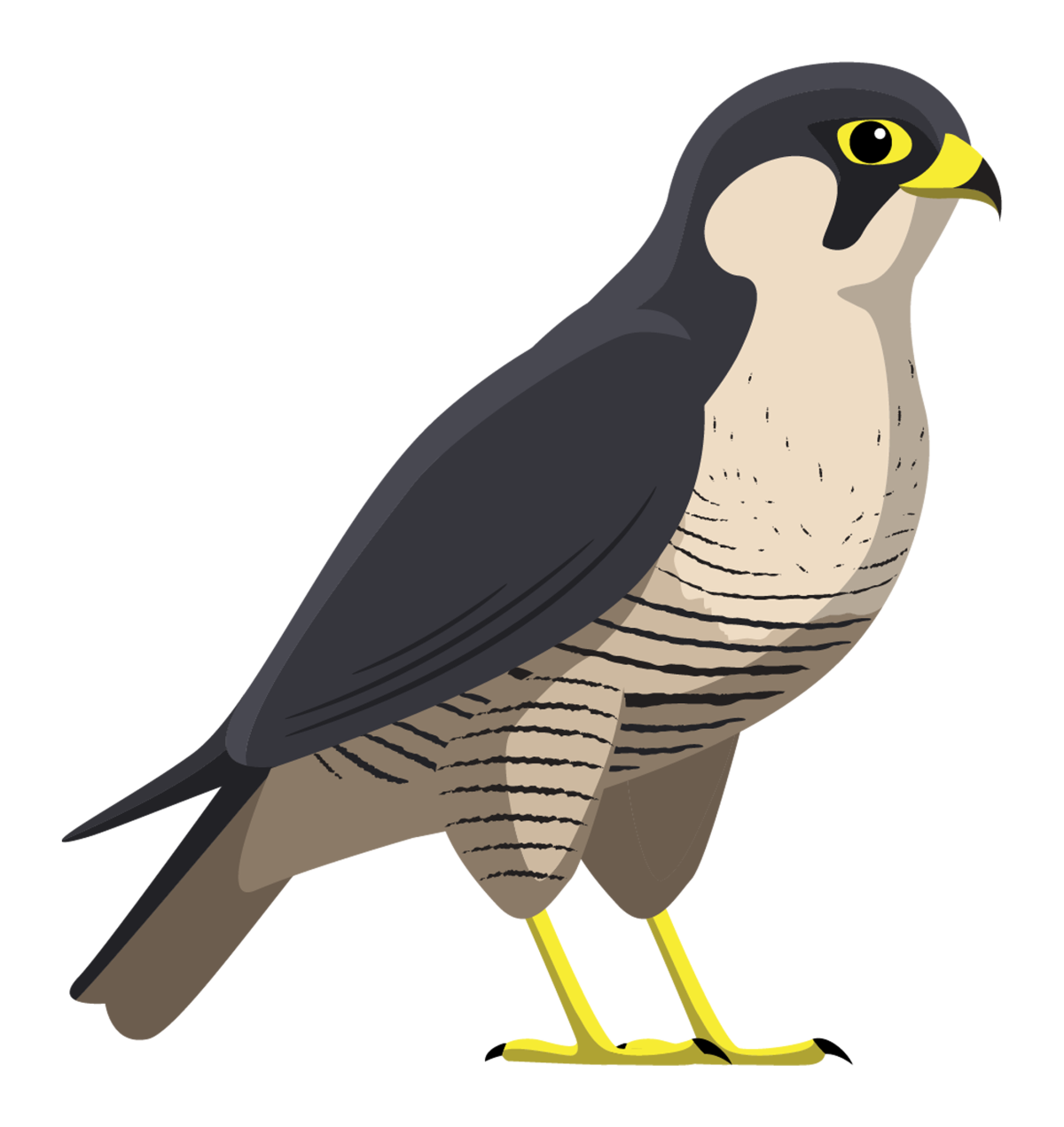 Peregrine Falcon